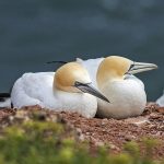 Basstölpel (Morus bassanus)