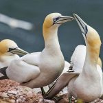 Basstölpel (Morus bassanus)