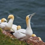 Basstölpel (Morus bassanus)