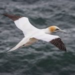 Basstölpel (Morus bassanus)