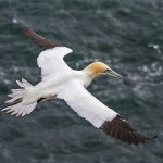 Basstölpel (Morus bassanus)