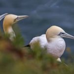 Basstölpel (Morus bassanus)