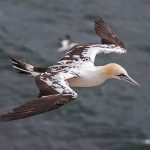 Basstölpel (Morus bassanus)