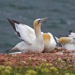 Basstölpel (Morus bassanus)