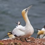 Basstölpel (Morus bassanus)