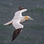 Basstölpel (Morus bassanus)