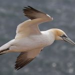 Basstölpel (Morus bassanus)