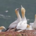 Basstölpel (Morus bassanus)