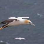 Basstölpel (Morus bassanus)