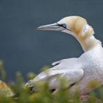 Basstölpel (Morus bassanus)