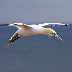 Basstölpel (Morus bassanus)