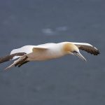 Basstölpel (Morus bassanus)