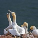 Basstölpel (Morus bassanus)