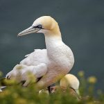 Basstölpel (Morus bassanus)