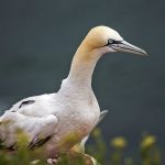 Basstölpel (Morus bassanus)