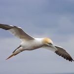 Basstölpel (Morus bassanus)