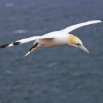 Basstölpel (Morus bassanus)