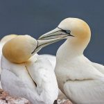 Basstölpel (Morus bassanus)