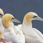 Basstölpel (Morus bassanus)