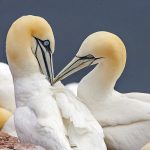 Basstölpel (Morus bassanus)