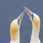 Basstölpel (Morus bassanus)