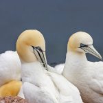 Basstölpel (Morus bassanus)