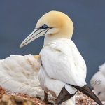 Basstölpel (Morus bassanus)