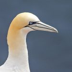 Basstölpel (Morus bassanus)