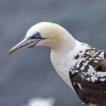 Basstölpel (Morus bassanus)