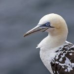 Basstölpel (Morus bassanus)