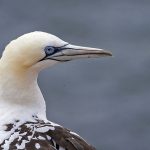 Basstölpel (Morus bassanus)