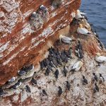 Trottellummen (Uria aalge)