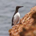 Trottellumme (Uria aalge)