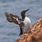 Trottellumme (Uria aalge)