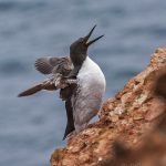 Trottellumme (Uria aalge)