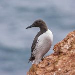 Trottellumme (Uria aalge)