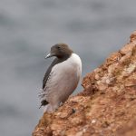 Trottellumme (Uria aalge)