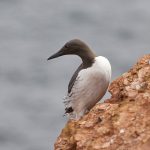 Trottellumme (Uria aalge)