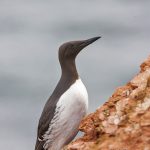 Trottellumme (Uria aalge)