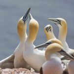 Basstölpel (Morus bassanus)