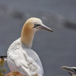 Basstölpel (Morus bassanus)