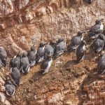 Trottellummen (Uria aalge)