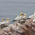 Basstölpel (Morus bassanus)