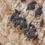 Trottellummen (Uria aalge)