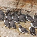 Trottellummen (Uria aalge)