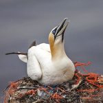 Basstölpel (Morus bassanus)