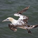 Basstölpel (Morus bassanus)