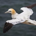 Basstölpel (Morus bassanus)