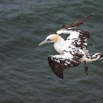 Basstölpel (Morus bassanus)