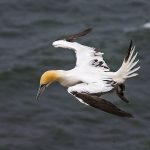 Basstölpel (Morus bassanus)